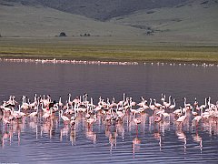 Pink Party, Flamingos